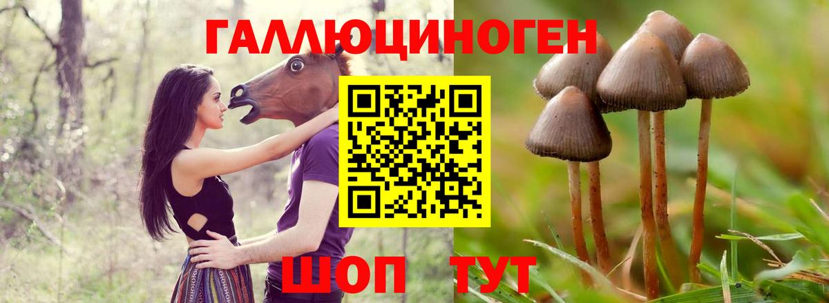 Галлюциногенные грибы мицелий  цена   Тимашёвск  Вход с VPN  Псилоцибиновые грибы GOLDEN TEACHER 